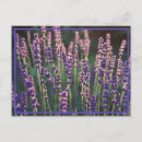 Search for lavender background postcards Flowers