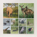 Search for african safari puzzles Animals