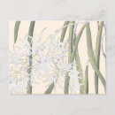 Search for vintage orchid postcards Floral