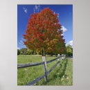 Search for red maple posters Tree