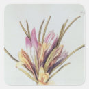 Search for saffron stickers Spice