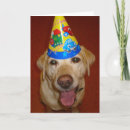 Search for yellow labrador birthday cards Labs