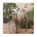 Search for zion tiles Wildlife