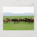 Search for wild grass postcards Landscape