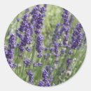Search for lavendar stickers Plant