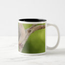 Search for mourning mugs Zenaida macroura