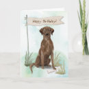 Search for chocolate lab cards Labrador retriever