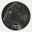 Search for puma cat stickers Pumas