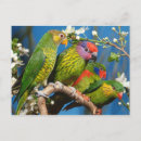 Search for lori postcards Parrot