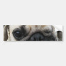 Search for pet pug bumper stickers Humour