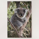 Search for koala puzzles Wildlife