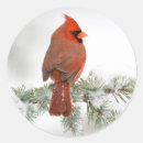 Search for northern cardinal stickers Avian