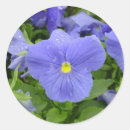 Search for purple pansy stickers Blue