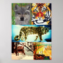 Search for tiger woods posters Animals