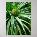 Search for pine posters Botanical