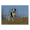 Search for stocking legs postcards Dog