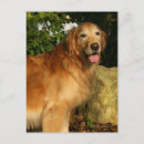 Search for golden retriever postcards Panting