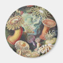 Search for anemone magnets Ernst haeckel