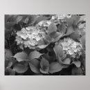 Search for white hydrangeas posters Photography