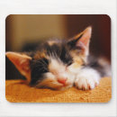 Search for little kitty mouse mats Kitten