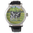 Search for dairy cow watches Cattle
