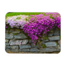Search for phlox magnets Floral