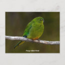 Search for rare postcards Bird