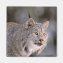 Search for lynx magnets Alaska