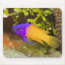 Search for underwater life mouse mats Reef