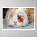 Search for rodent posters Guinea pig