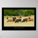 Search for angus posters Cattle