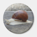 Search for snail magnets Bug