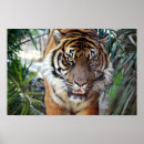 Search for stalking posters Animal