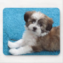 Search for havanese mouse mats Puppy