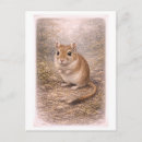Search for gerbil postcards Pet