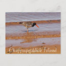 Search for chappaquiddick Island