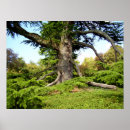 Search for cedar tree art Garden