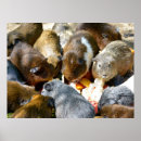 Search for animals eating posters Rodent