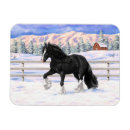 Search for draught magnets Gypsy vanner
