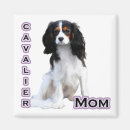 Search for cavies magnets Cavalier