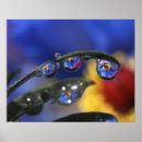 Search for ladybirds posters Red