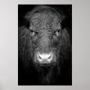 Search for black and white cow posters Cattle