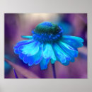 Search for blue zinnia posters Flower