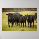 Search for bovines posters Black
