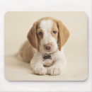 Search for beagle photos electronics Photography