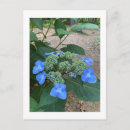 Search for lacecap hydrangea Hydrangeas