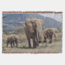 Search for elephant photo blankets Superstock