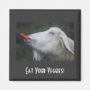Search for barnyard magnets Goats
