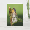 Search for cicada cards Insect