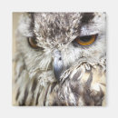Search for eagle eye magnets Close up